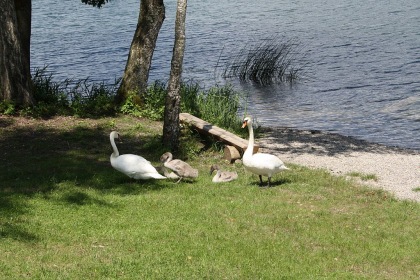 Taufe Nussbaumersee 2012